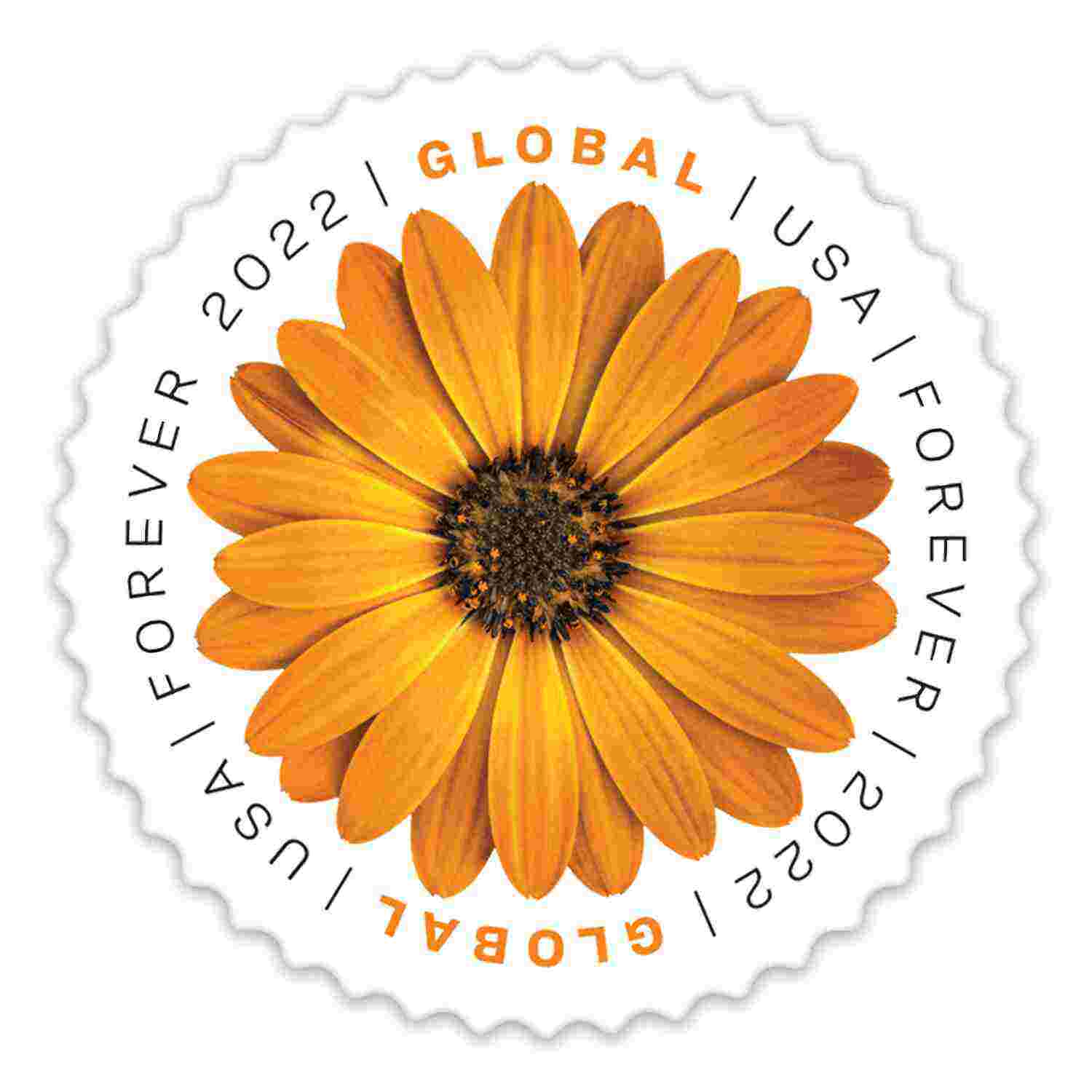 African Daisy