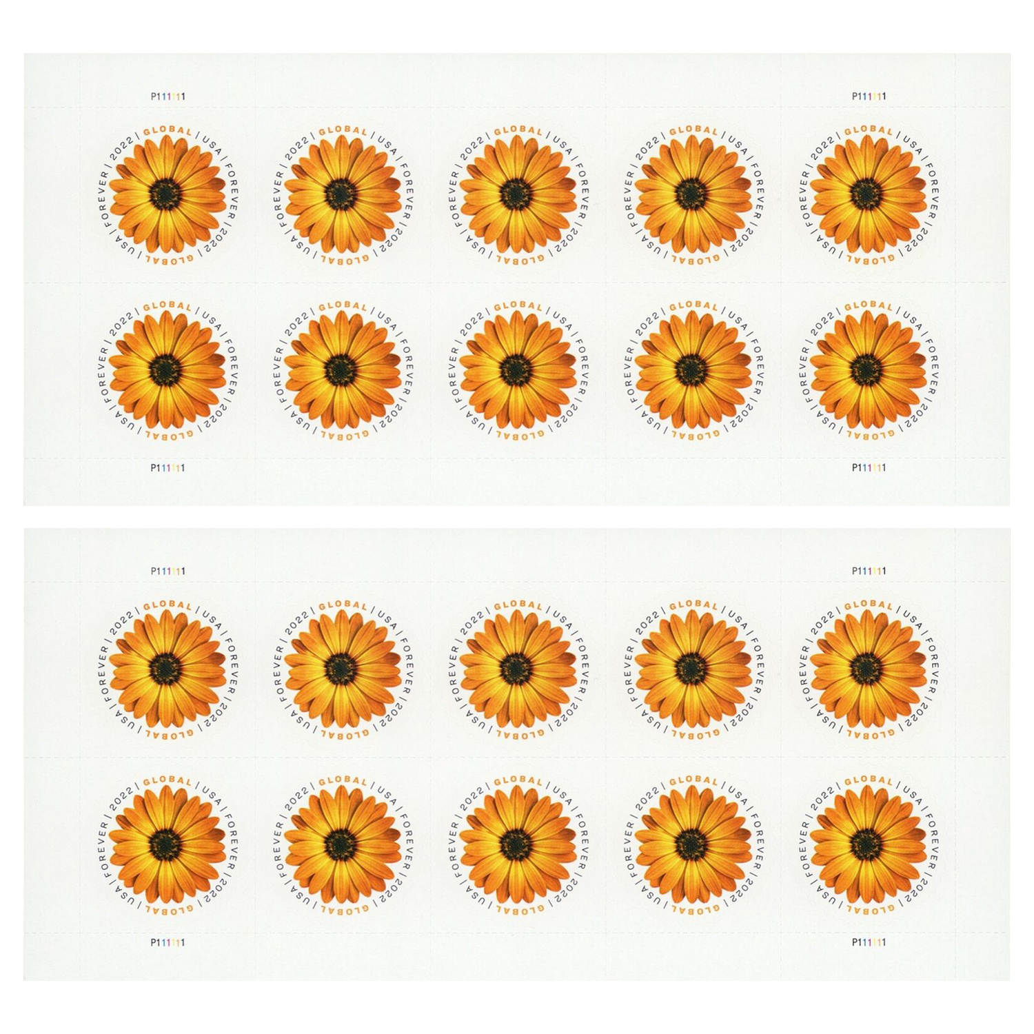 African Daisy